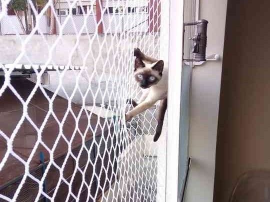 Gato siamês junto à janela protegida por rede de proteção branca